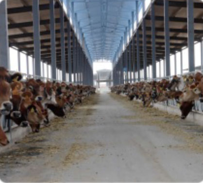 34 Eletric Wheel Loader 805E Application 2